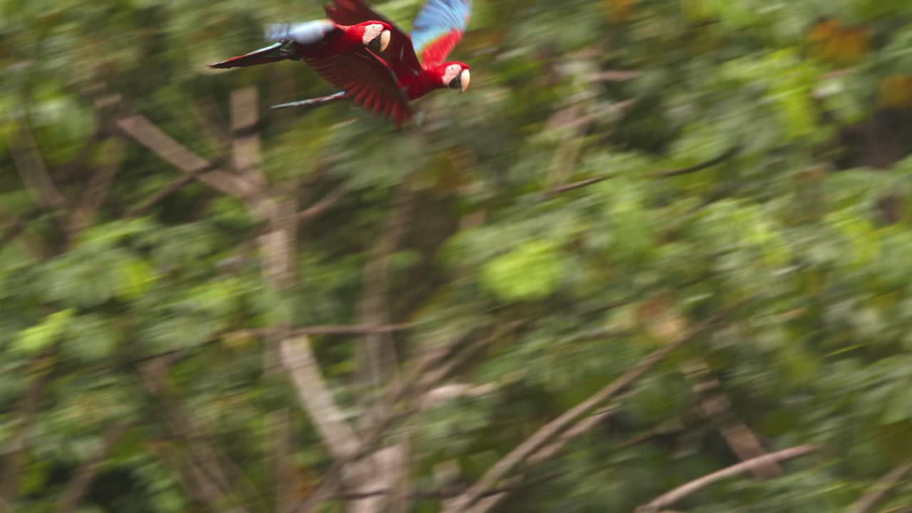 Small Flock of Green Winged macaw makes a noisy flight over the dense Amazon rain forest canopy
