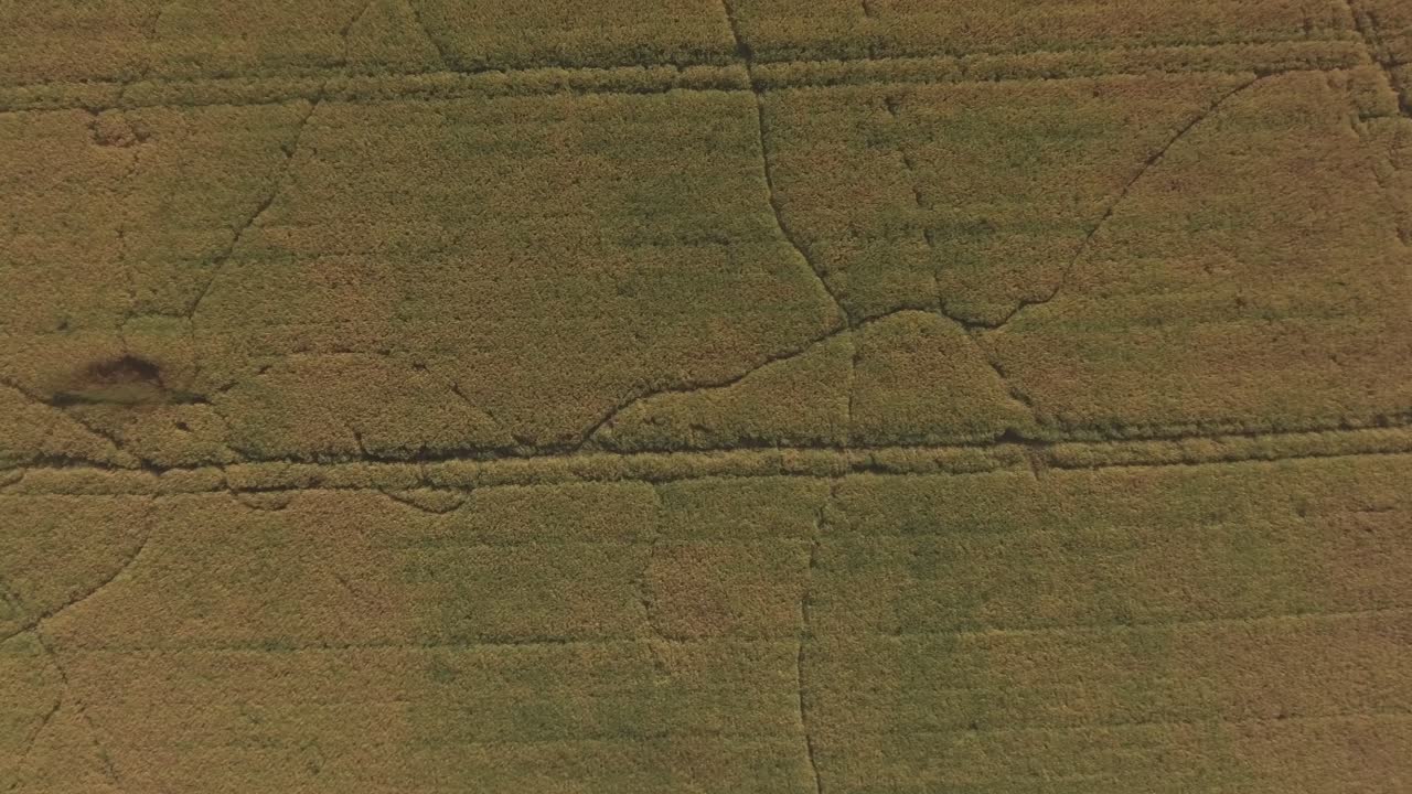 rastros de animales salvajes del bosque dejados en campos agrícolas en un día soleado de verano