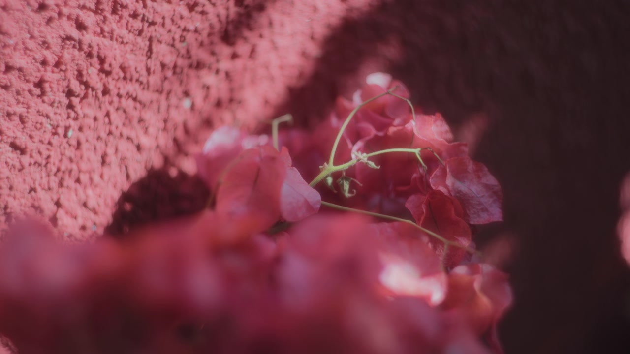 Fiori rossi accanto a un muro rosso