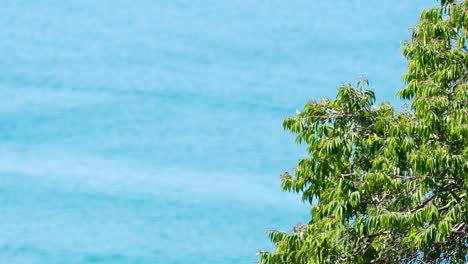 a tranquil scene of vibrant green trees against the calm blue ocean in phuket, thailand. bright daylight enhances the peaceful atmosphere