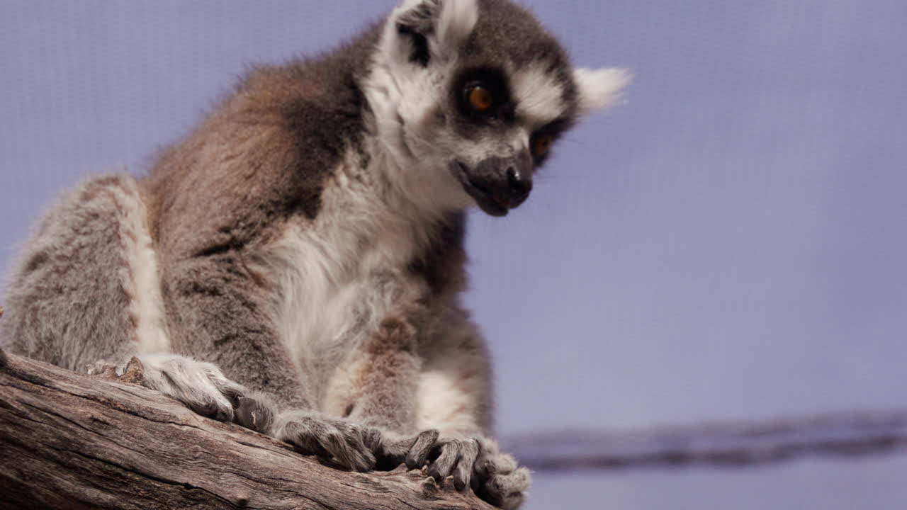 lemur sentado en la percha dentro de la exhibición del zoológico