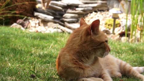 Nahaufnahme-Einer-Orangefarbenen-Katze,-Die-Sich-Im-Gras-Entspannt-Und-Einen-Sonnigen-Sommertag-Genießt,-Während-Ihre-Geschwister-In-Den-Hintergrund-Treten-Und-Sich-Ebenfalls-Ins-Gras-Legen