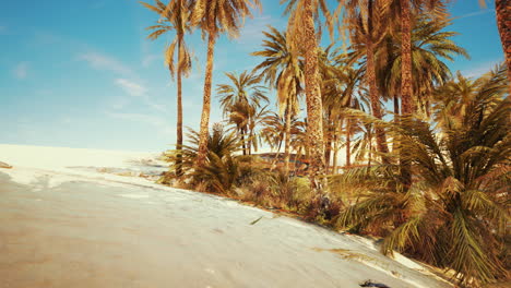 palm-trees-in-the-Sahara-desert