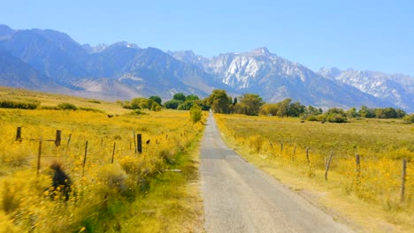 4k aerial soaring over a flower field by alabama hills with mount whitney in the background, in california, usa