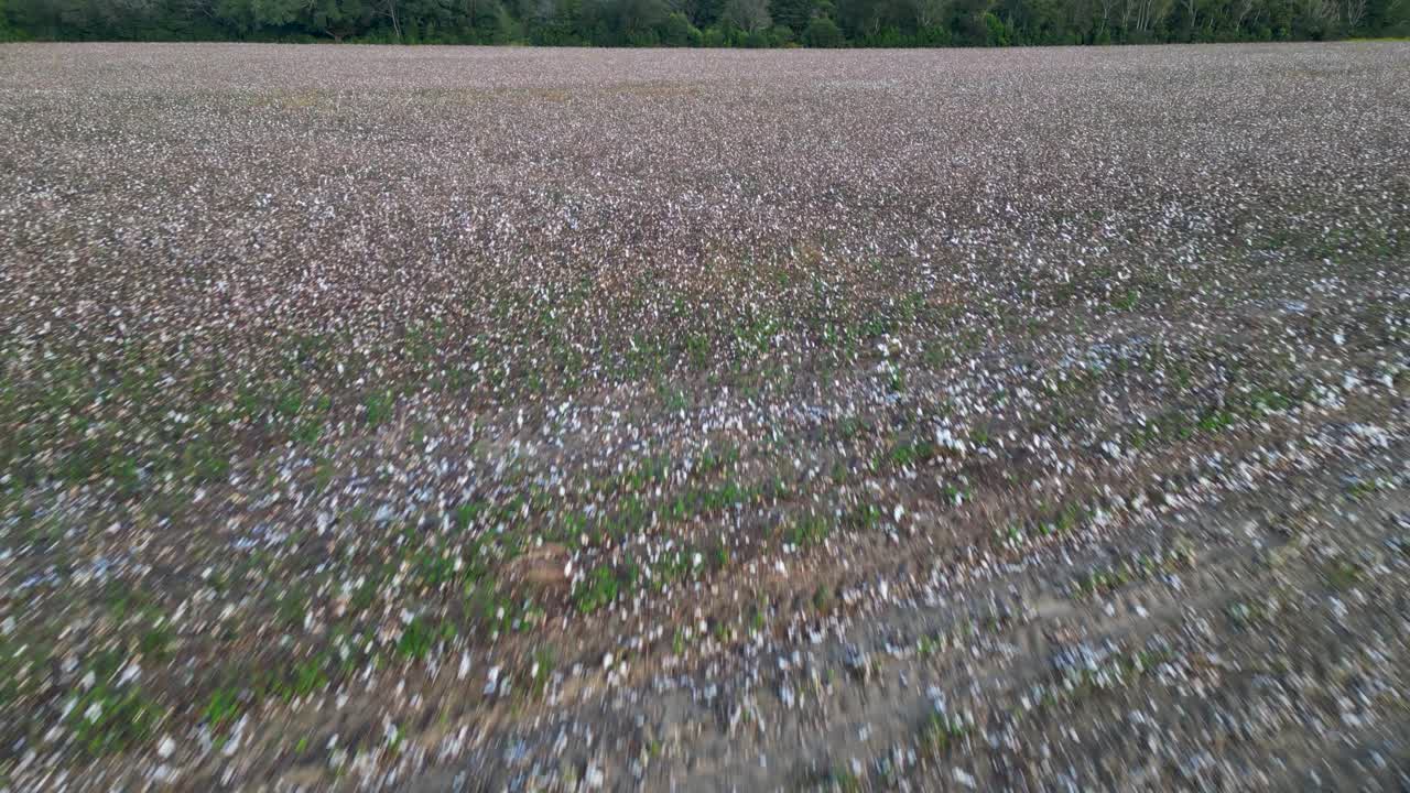 Bomuldsmodul indpakket i lys grøn plastik, der hviler på en høstet bomuldsmark, viser moderne bomuldshøst og modulindpakningssystem i landligt landbrug, drone dolly-in.