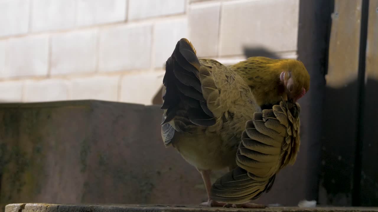 un pollo se limpia bajo las alas
