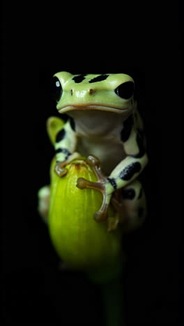 Close-up of a Spotted Frog on a Green Plant Against a Black Background