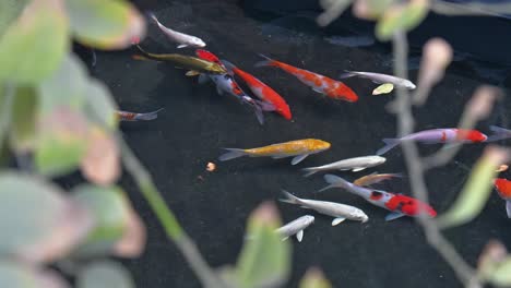 Carpa-Elegante-Nadando-En-Un-Estanque,-Carpa-Koi-De-Color-Grupal-En-Agua-Reflejada,-Pez-Dorado-En-El-Estanque