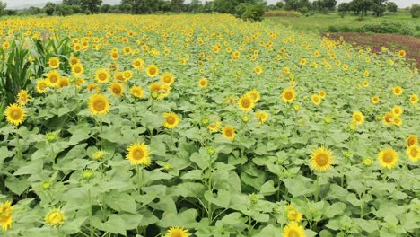 Nahaufnahme-Einer-Drohne-über-Einem-Sonnenblumenfeld,-Die-Alle-Blumen-Mit-Ihren-Wunderschönen-Gelben-Blütenblättern-Zeigt