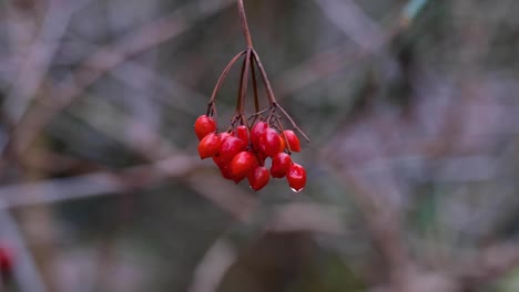 Close-up-of-a-bunch-of-delicate-red-berries-hanging-from-a-plant-with-a-water-drop-in-English-rural-countryside-garden-in-the-winter-season