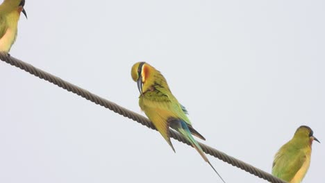 bee - eater birds relaxing on waires