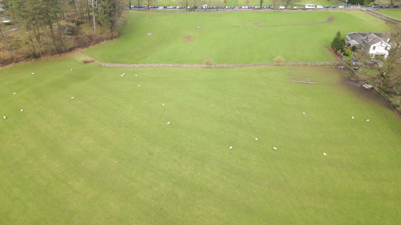 초록 잔디 목초지와 양과 함께, 드론 뷰를 철수