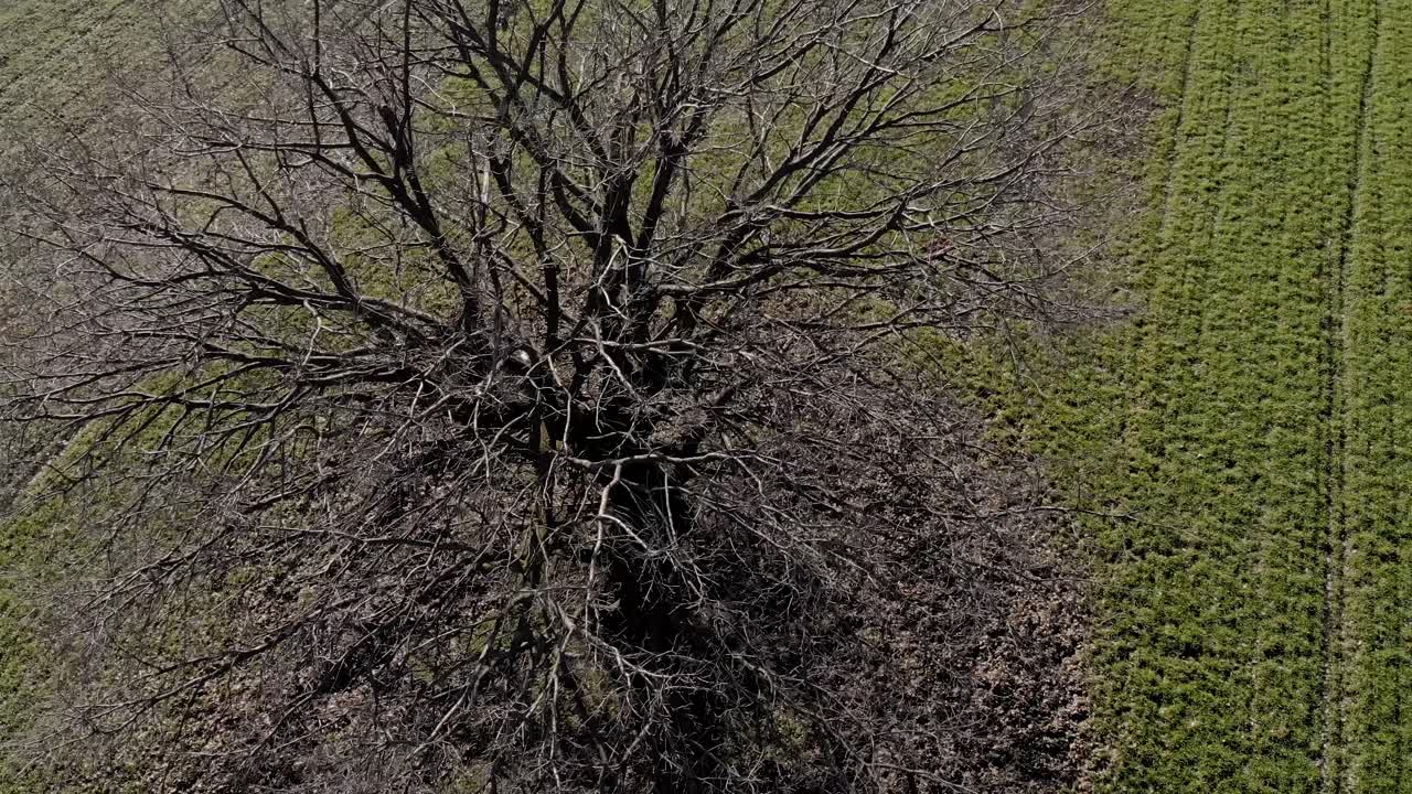 Abstract Of A Leafless Shrub Isolated In Green Fields During Summertime. - Aerial Revealing Shot