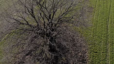 abstract of a leafless shrub isolated in green fields during summertime. - aerial revealing shot