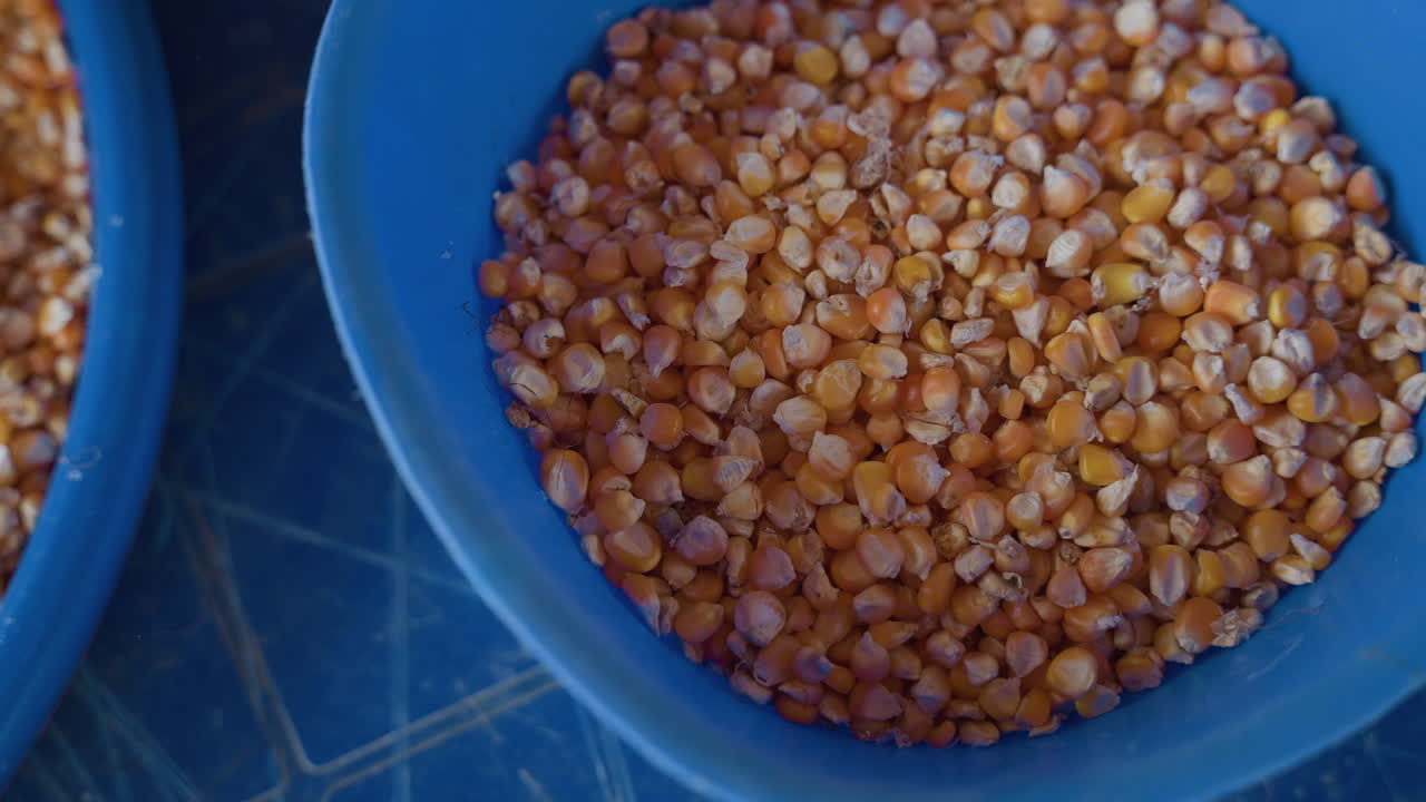 Preparazione del cibo in un ambiente cucina accogliente. Donna che sistema chicchi di mais essiccati in uno spazio cucina familiare. Primo piano di mani che separano i chicchi di mais in una ciotola blu durante la preparazione del pasto mattutino.