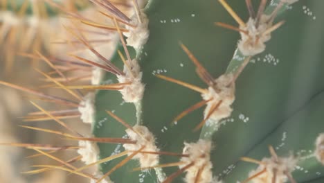 a large cactus with large needles plants are common in deserts a large cactus with large needles plants are common in deserts