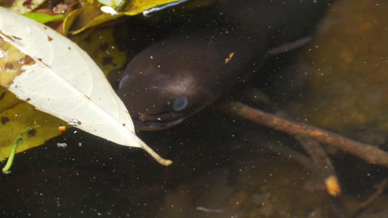 Black Longfin Eel Swimming In Freshwater With Fallen Leaves At O'Reilly's Rainforest Retreat - Gold Coast Hinterland, Australia - close up, high angle