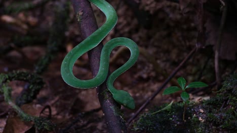 Close-up-of-this-snake-in-its-habitat-while-sunlight-comes-in-the-forest-and-shadows-playing-light-and-dark-scenario,-Vogel's-Pit-Viper-Trimeresurus-vogeli,-Thailand