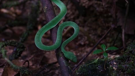 Close up of this snake in its habitat while sunlight comes in the forest and shadows playing light and dark scenario, Vogel&#039;s Pit Viper Trimeresurus vogeli, Thailand