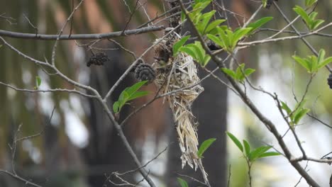 Colibrí-En-Huevos-nido.-Ojos-