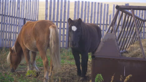 Ponis-Comiendo-Hierba-Y-Mirando