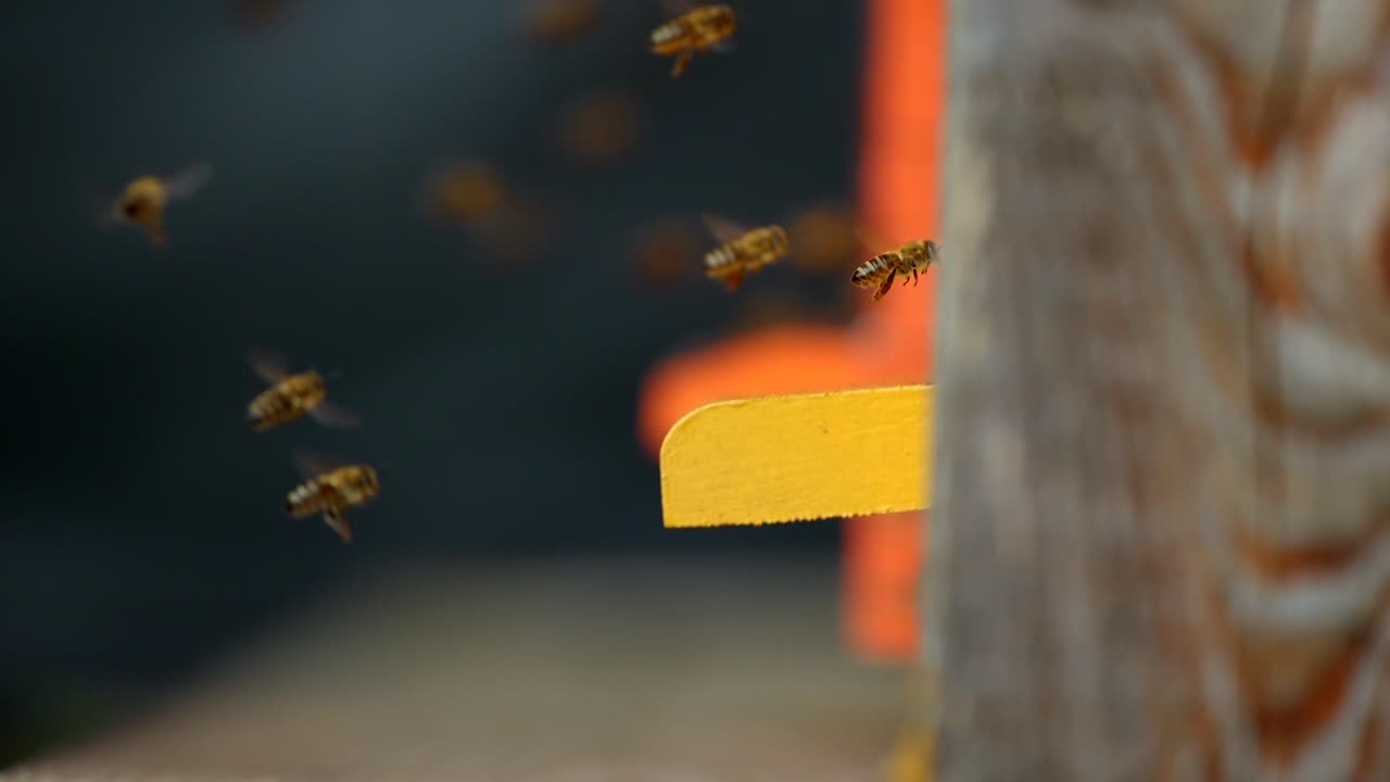 4k의 슬로우 모션-4에서 꿀벌 벌집 안팎으로 날아다니는 꿀벌의 근접 촬영