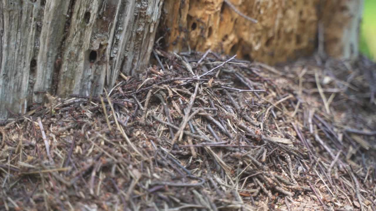 개미 떼를 닫고 열심히 일하면서 마른 솔잎 위로 올라가 겨울을 위한 새 둥지를 짓고 있습니다. 칼름토우세 하이데, 플랑드르, 벨기에