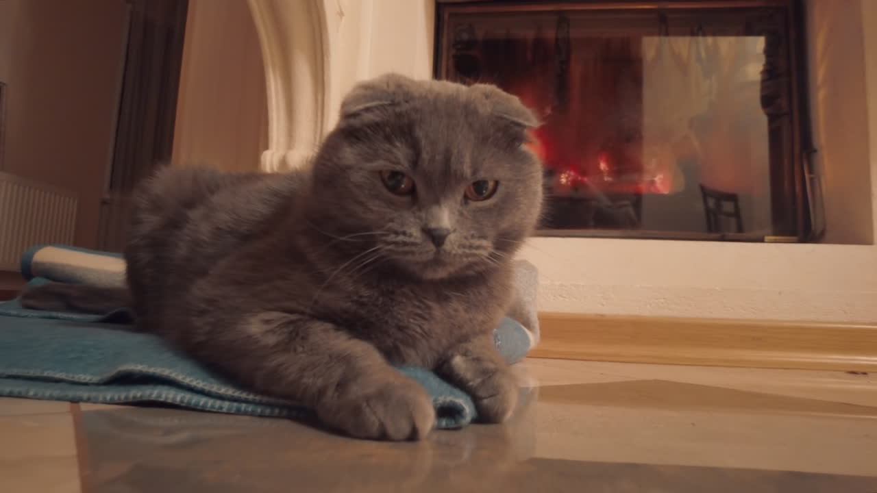 Scottish Fold cat lying on the floor in front of a fireplace