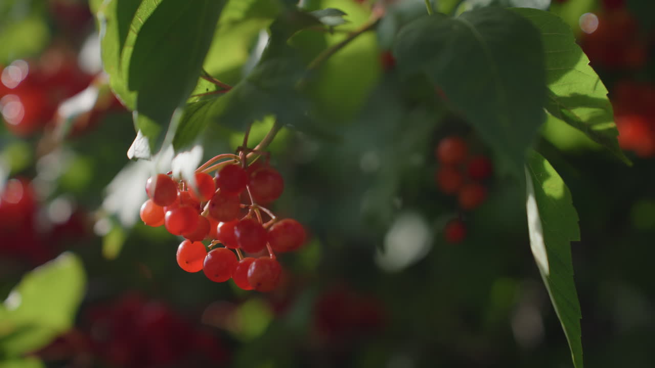 bayas rojas en ramas verdes, fruta brillante y madura colgando bajo la luz moteada del sol con un primer plano bokeh suave que revela la textura de las hojas, rayos de sol brillantes, ambiente de jardín de verano y suave brisa en movimiento