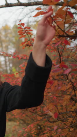 turista con boina amarilla y silenciador camina por el camino de otoño, tocando suavemente las hojas rojas vibrantes, disfrutando del aire fresco y la belleza estacional en un entorno natural tranquilo