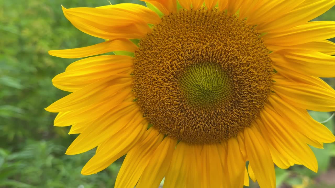 Bright yellow Sunflower in garden