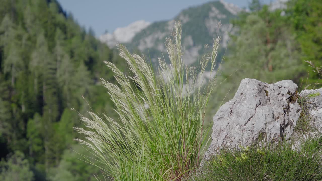 Flore alpine et roches calcaires accidentées dans la vallée de la Sava Dolinka. Paysage de montagne immaculé et forêts luxuriantes des Alpes slovènes