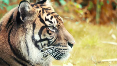 el retrato de un tigre siberiano.