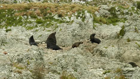 adorable scene: four seals enjoying a peaceful nap