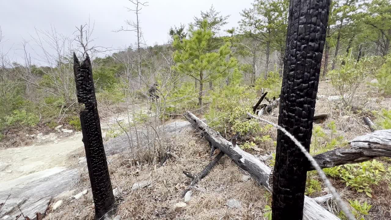 노스캐롤라이나 주 린빌 협곡 근처의 산불 잔재 피스가 국유림, 레이디 워크스
