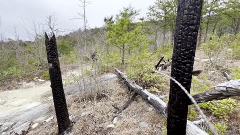 restos de incendios forestales bosque nacional pisgah cerca del desfiladero de linville en carolina del norte, señora camina