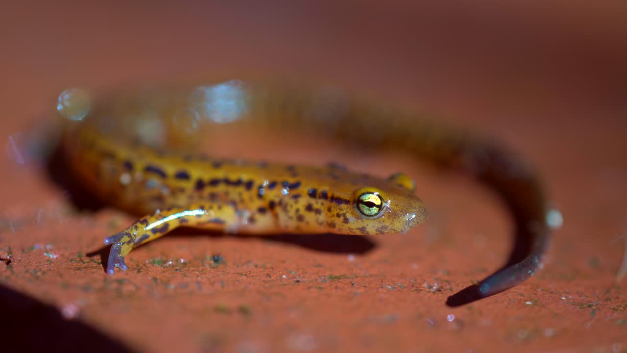 외부의 긴꼬리 도롱뇽의 머리와 얼굴의 극단적인 근접 촬영