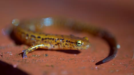 primer plano extremo de la cabeza y la cara de la salamandra de cola larga afuera