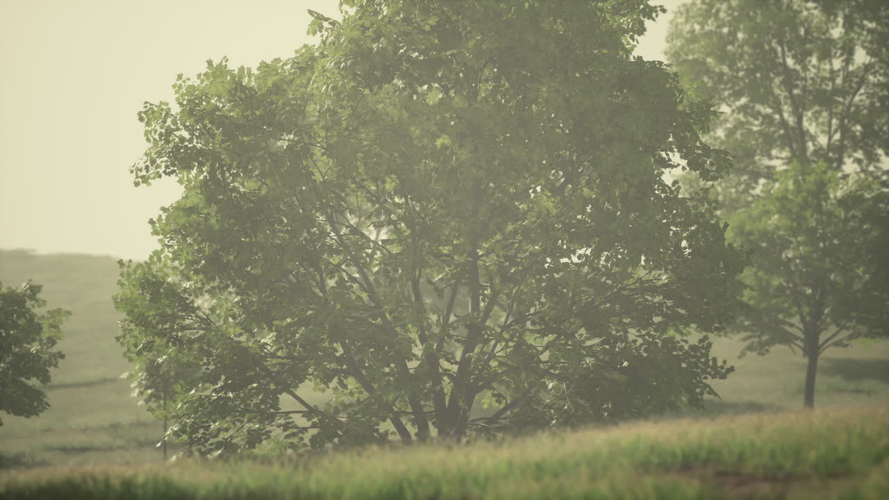 아침  ⁇ 빛으로 큰 마당을 가진 초록색 잔디 ⁇