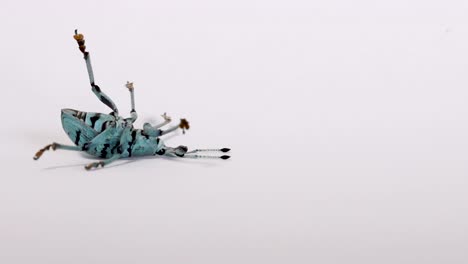 blue weevil upside down playing dead, quivering legs, white background