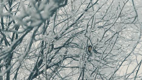 Meise-Sitzt-Auf-Einem-Mit-Neuschnee-Bedeckten-Ast-In-Zeitlupe