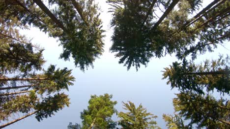 tree crowns in national park orlické hory