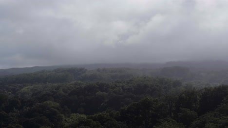 Aerial-view-of-jungle-tree-tops-on-the-Hawaiian-island-Maui