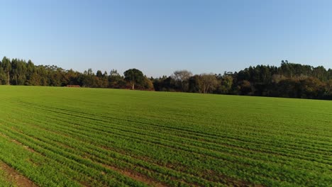 Campos-Verdes-En-Primavera-Con-El-Cielo-Azul-De-Fondo