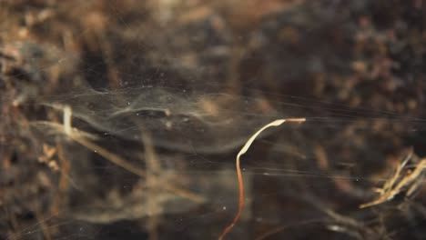 fotografía de cerca de una telaraña en el bosque que revela la delicada obra maestra de la naturaleza