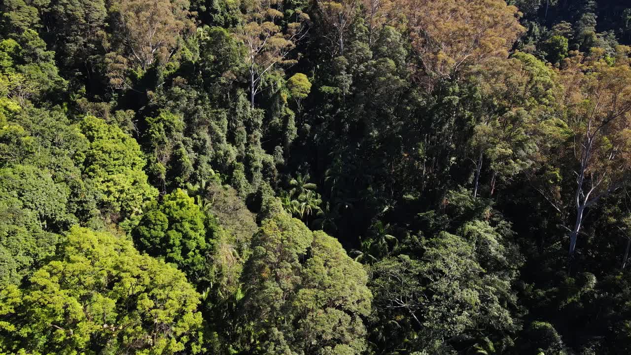 hermoso bosque de montaña verde brillante del monte cougal qld australia - antena
