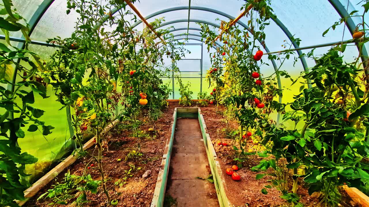 Lush tomatoes thrive in a sunny greenhouse, vibrant and ripe for picking
