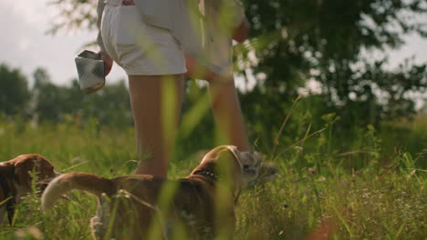 woman walking in grassy field with dogs while lifting her leg, guiding dog to pass through it with wagging tail, one dog passes under her leg as other dog follows from behind, with greenery around