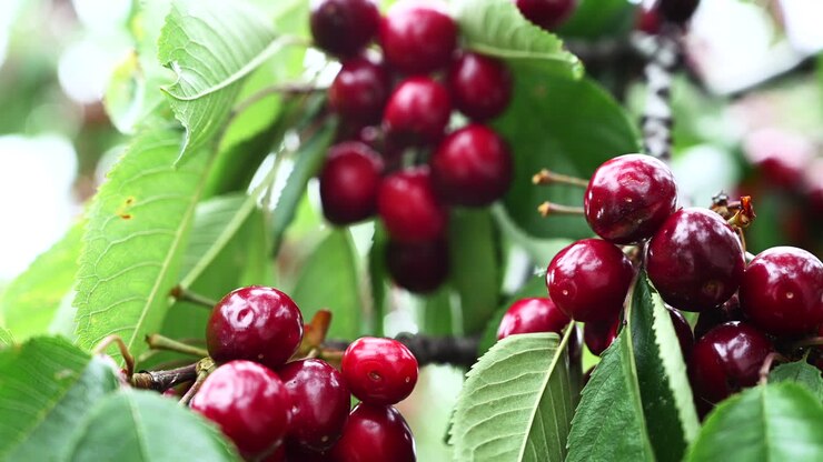 Primo piano di un gruppo di ciliegie rosse mature appese a un ramo di un albero