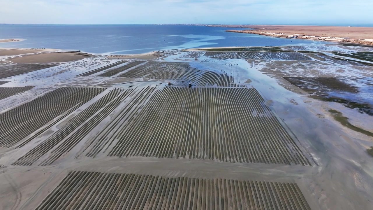 Drone aerial panorama of extensive shellfish aquaculture farms in Dakhla Lagoon, showcasing organized cultivation systems integrated with tidal channels and coastal wetlands along Morocco's Atlantic c